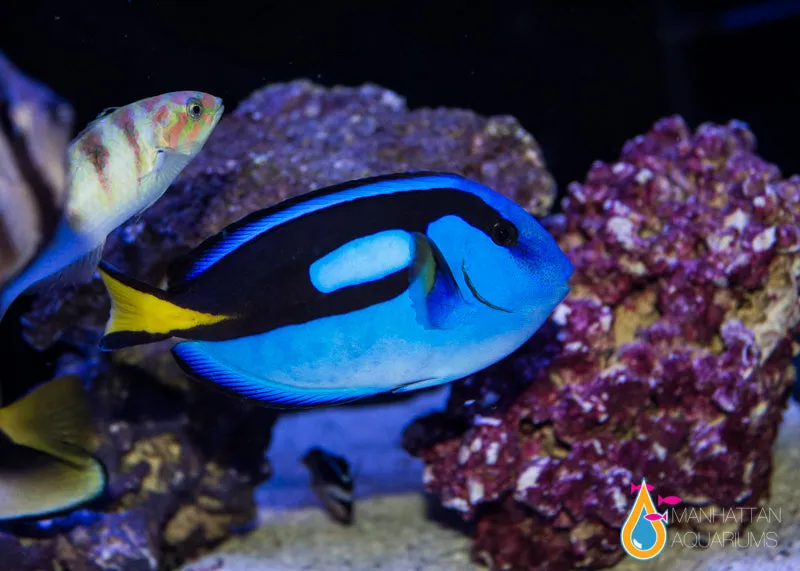 Blue (Hippo) Tang
