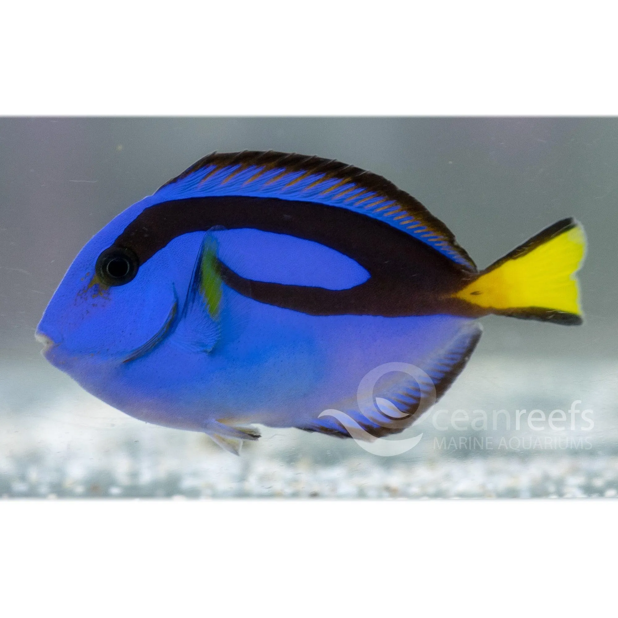 Blue Tang