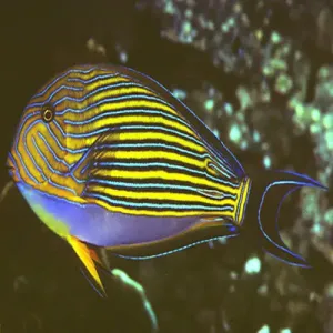 Clown Tang (Acanthurus lineatus)
