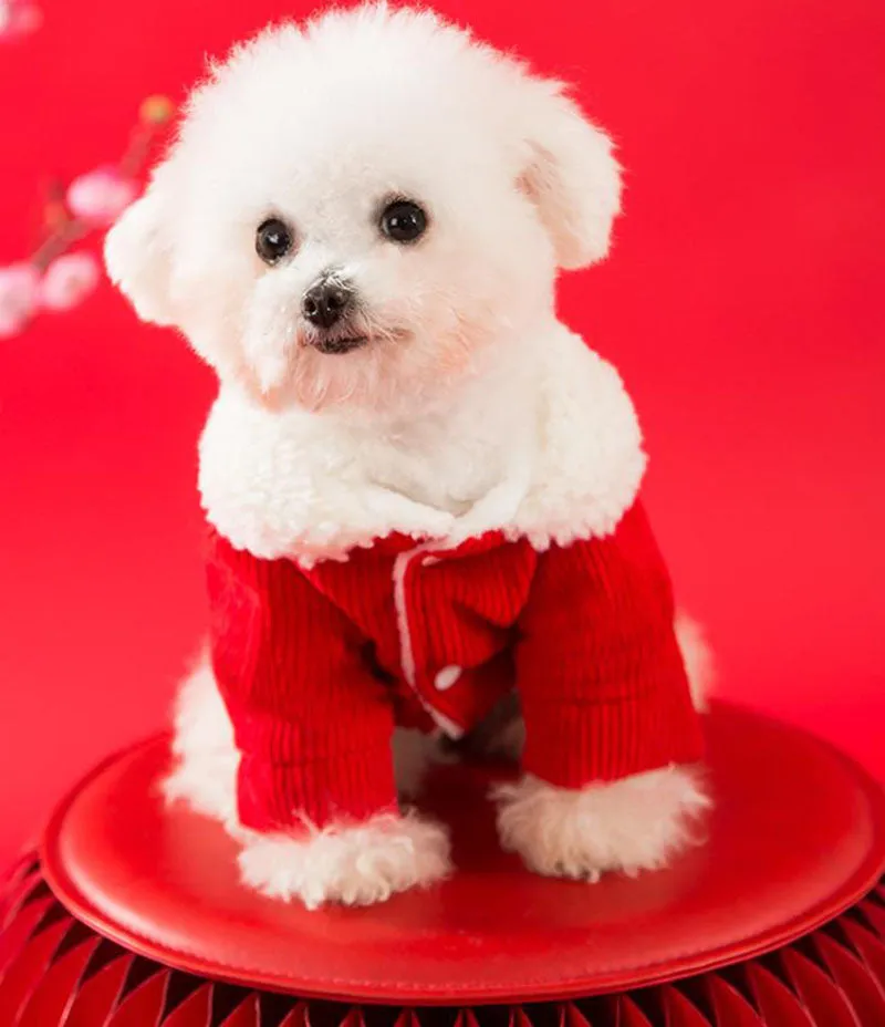 Festive warm clothes for dogs and cats