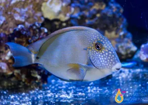 Maculiceps Tang