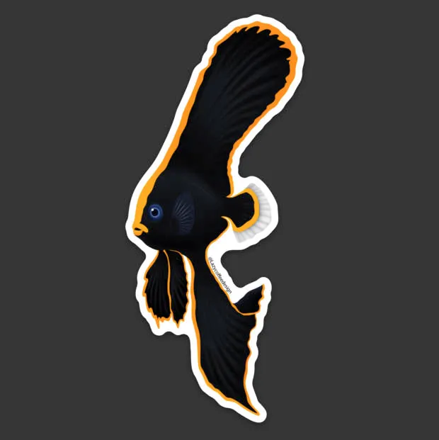 Pinnate Spadefish/ Batfish Sticker