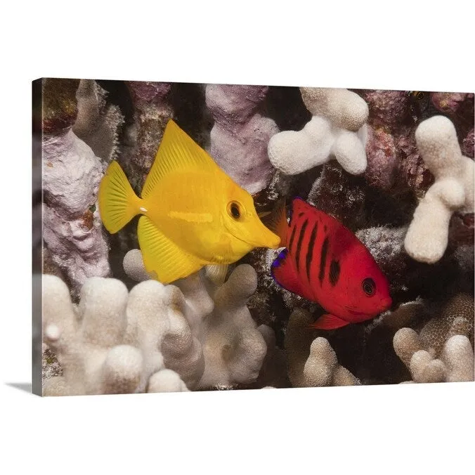 "A Yellow Tang and a Flame Angelfish on a tropical coral reef. Pacific Ocean" Canvas Wall Art