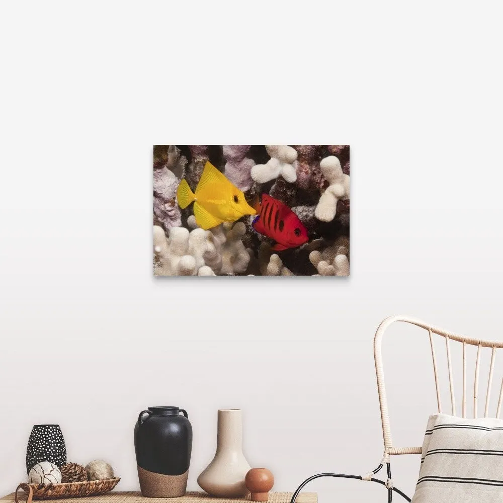 "A Yellow Tang and a Flame Angelfish on a tropical coral reef. Pacific Ocean" Canvas Wall Art