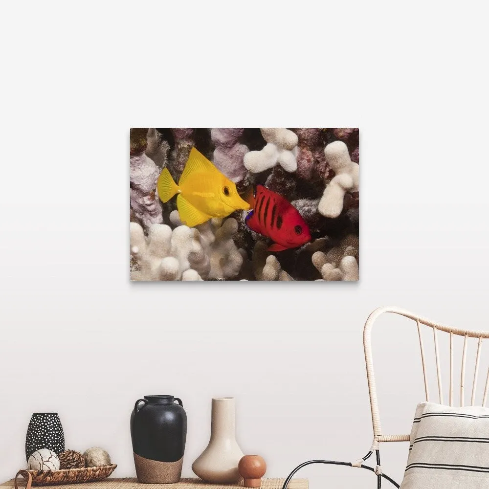 "A Yellow Tang and a Flame Angelfish on a tropical coral reef. Pacific Ocean" Canvas Wall Art