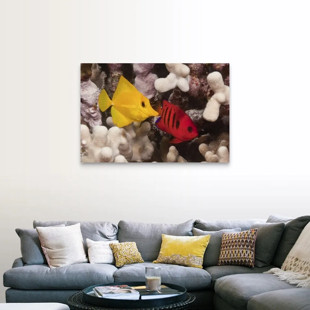 "A Yellow Tang and a Flame Angelfish on a tropical coral reef. Pacific Ocean" Canvas Wall Art