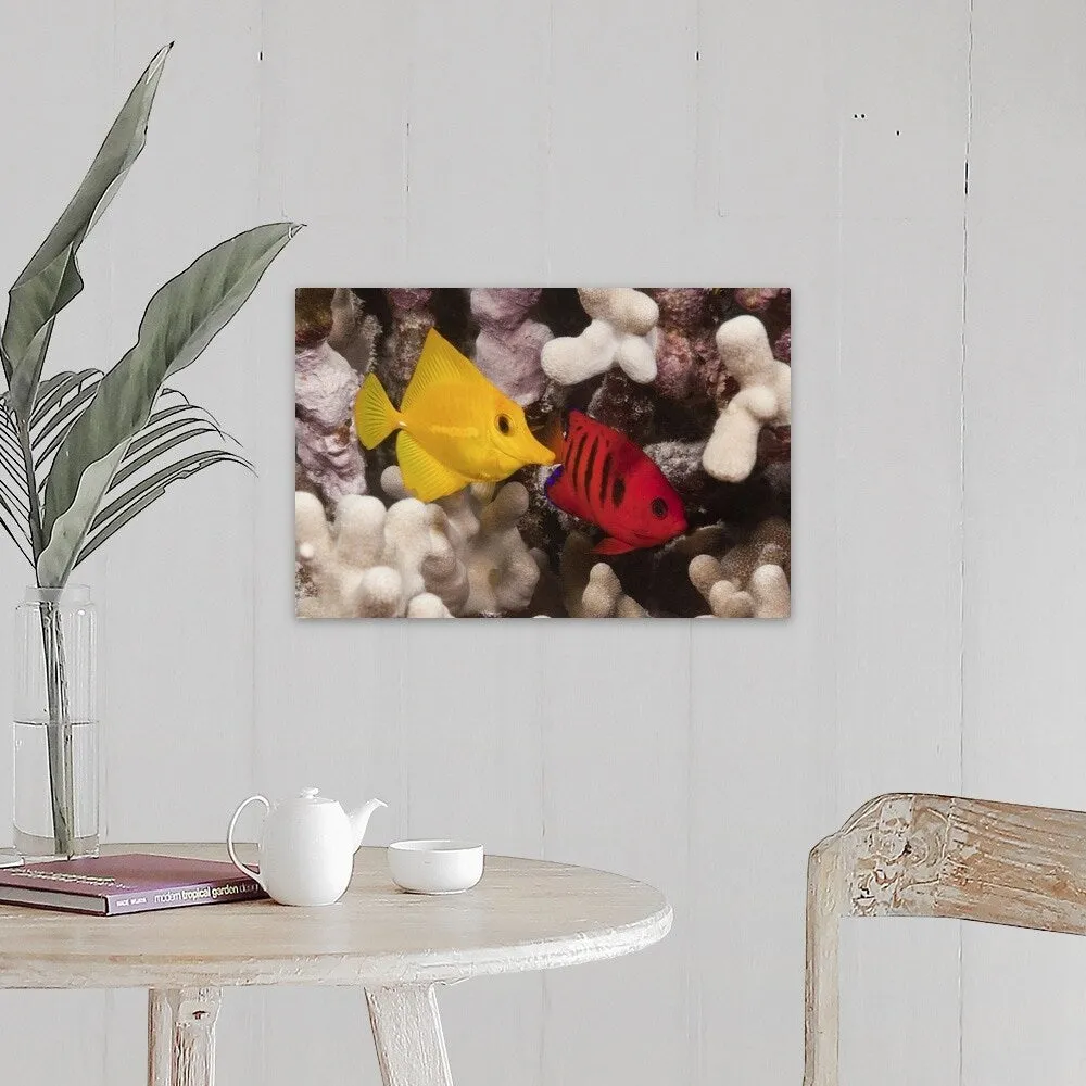 "A Yellow Tang and a Flame Angelfish on a tropical coral reef. Pacific Ocean" Canvas Wall Art
