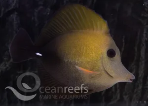 Scopas Tang