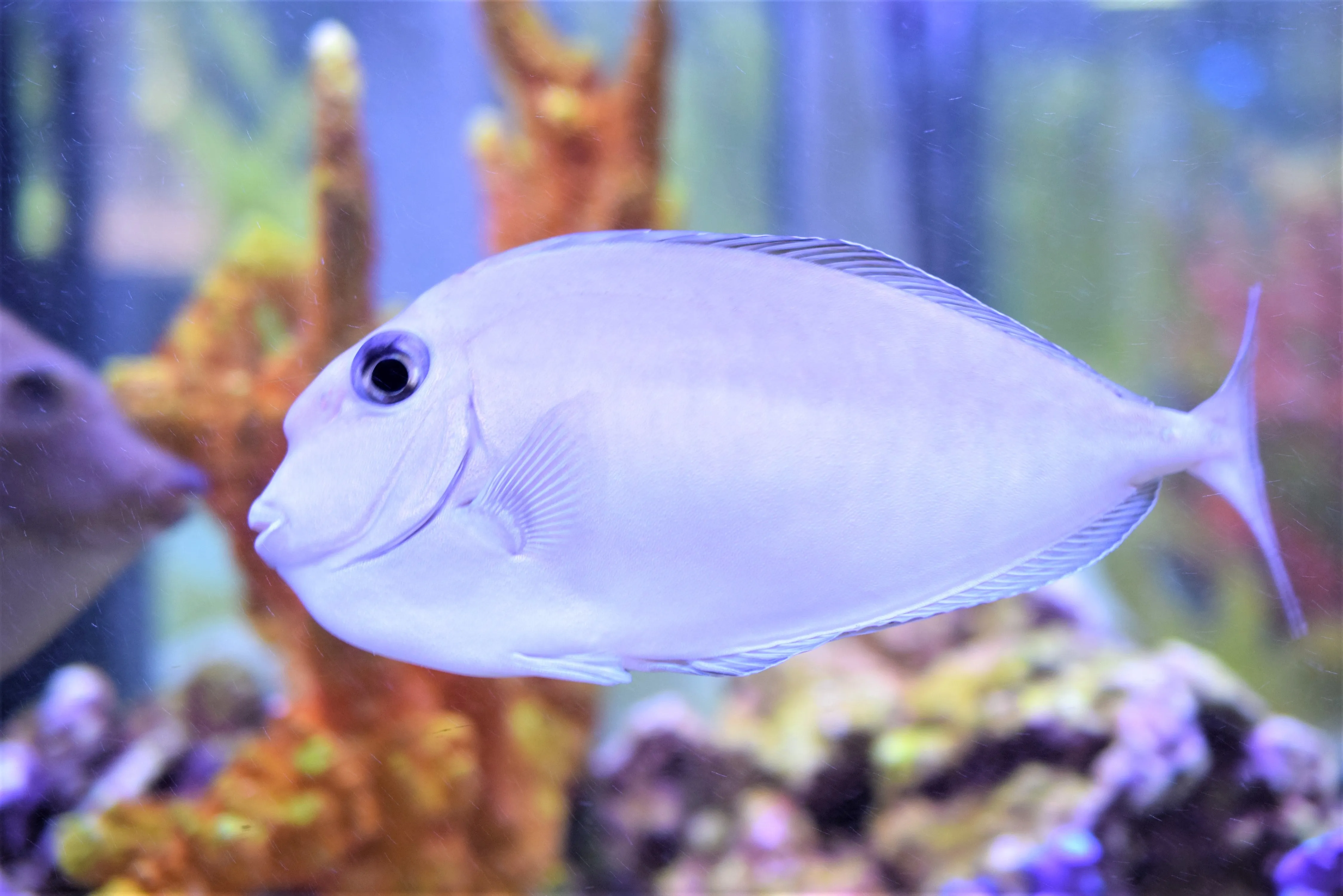 Tonganus Tang