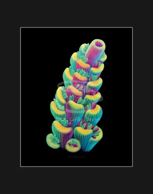 TSA Fruity Splice SPS Acropora Fine Art Print 11x 14"