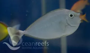 Unicorn Tang