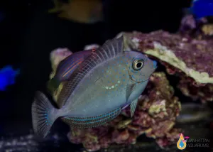 Vlamingii Tang