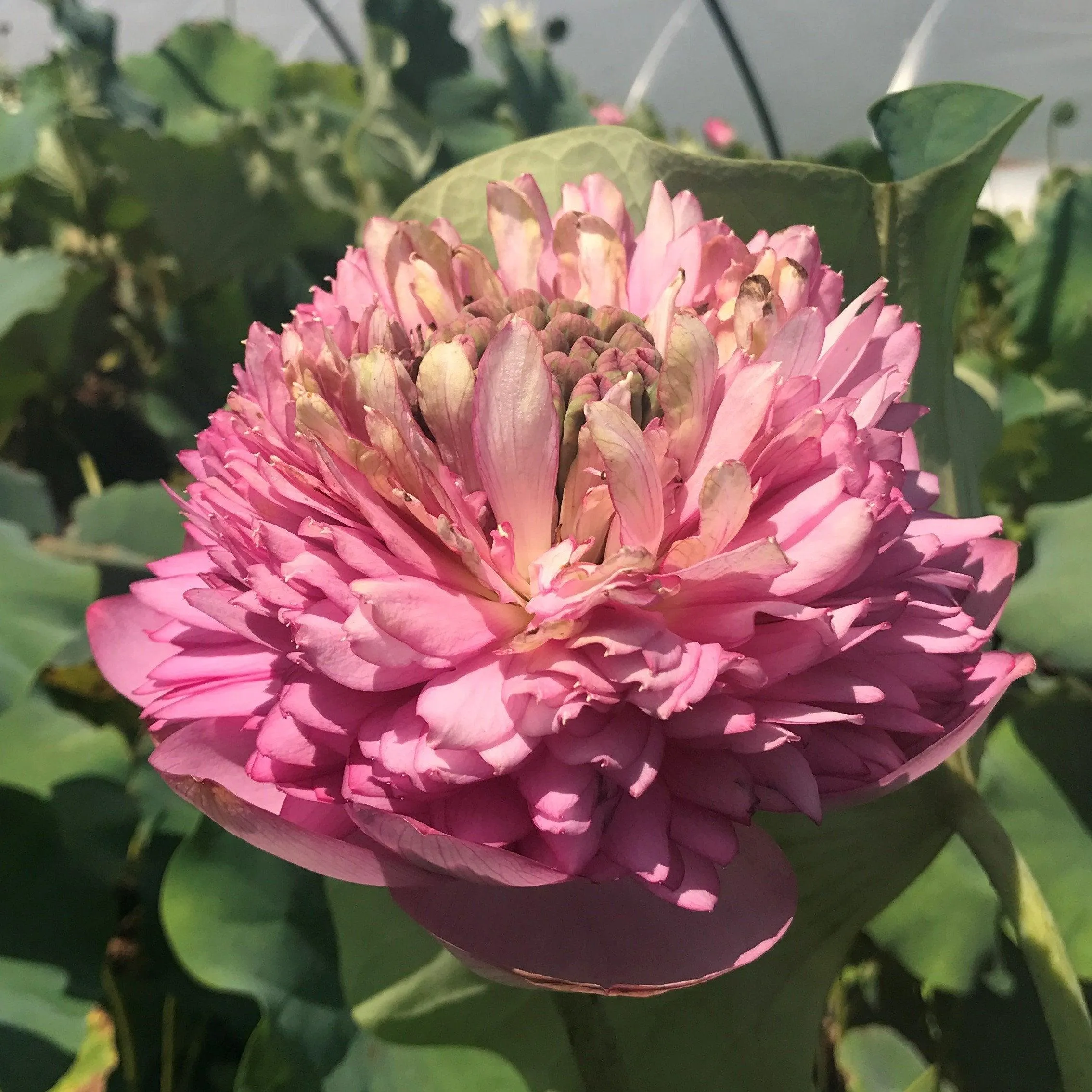 Zhongshan Duplicate Red Lotus (Bare Root)