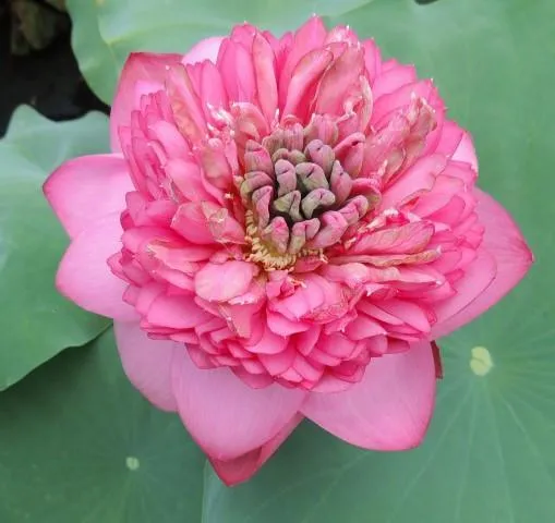 Zhongshan Duplicate Red Lotus (Bare Root)