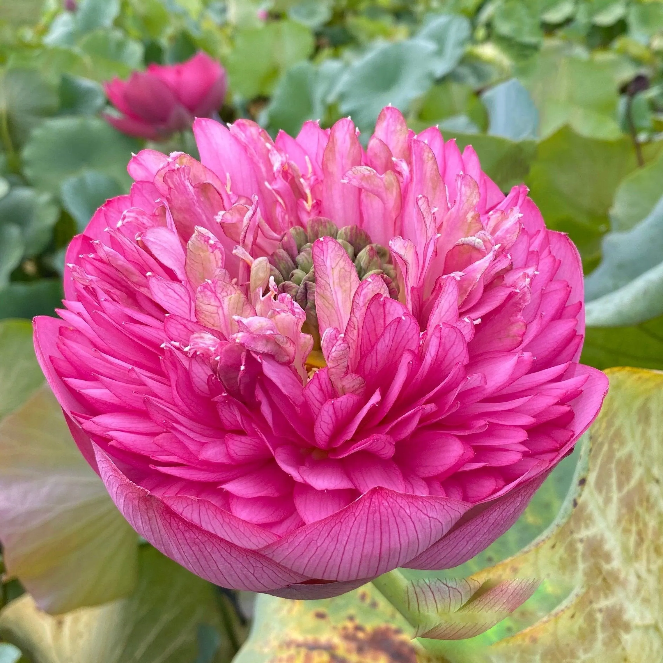 Zhongshan Duplicate Red Lotus (Bare Root)
