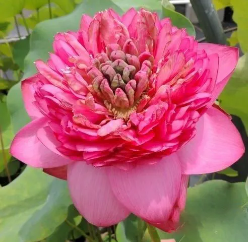 Zhongshan Duplicate Red Lotus (Bare Root)