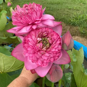 Zhongshan Duplicate Red Lotus (Bare Root)