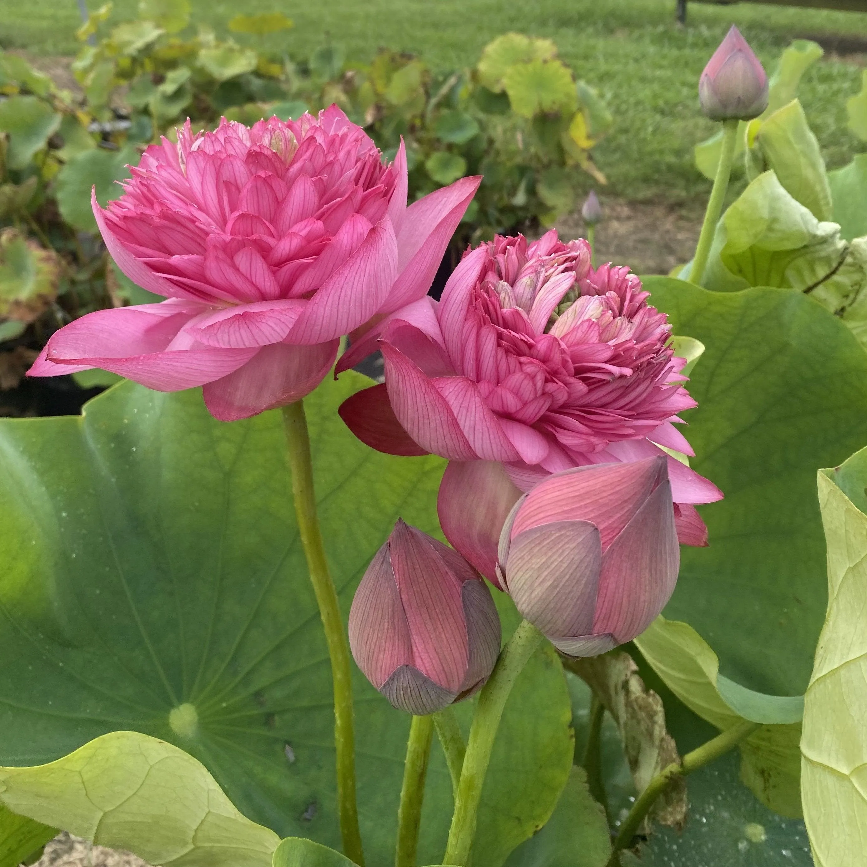 Zhongshan Duplicate Red Lotus (Bare Root)